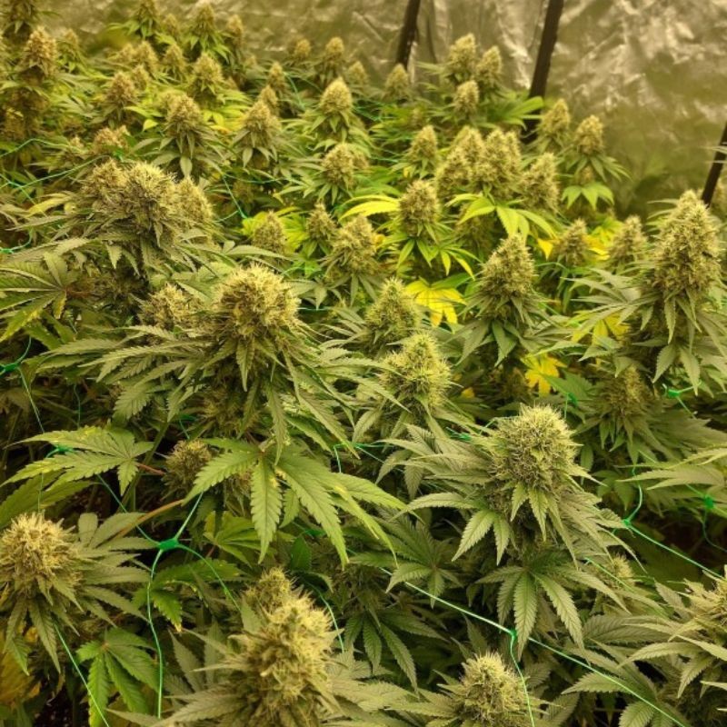 Nasiona marihuany Gelato 420 - odmiana konopi