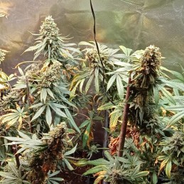 Nasiona marihuany White Spanish - opis odmiany konopi