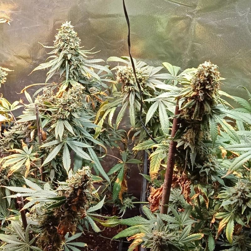 Nasiona marihuany White Spanish - opis odmiany konopi