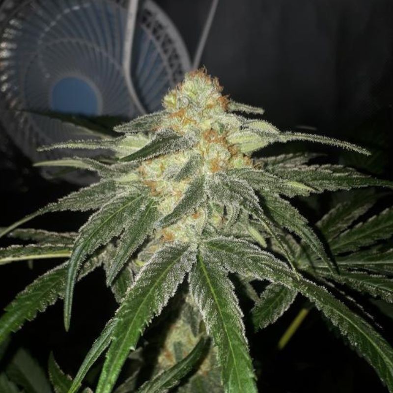 Nasiona marihuany VIP Dwarf - opis odmiany konopi