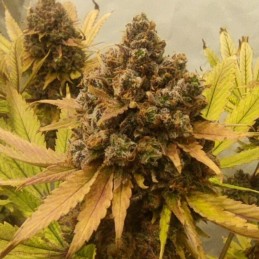 Nasiona marihuany automaty VIP Auto - opis odmiany konopi