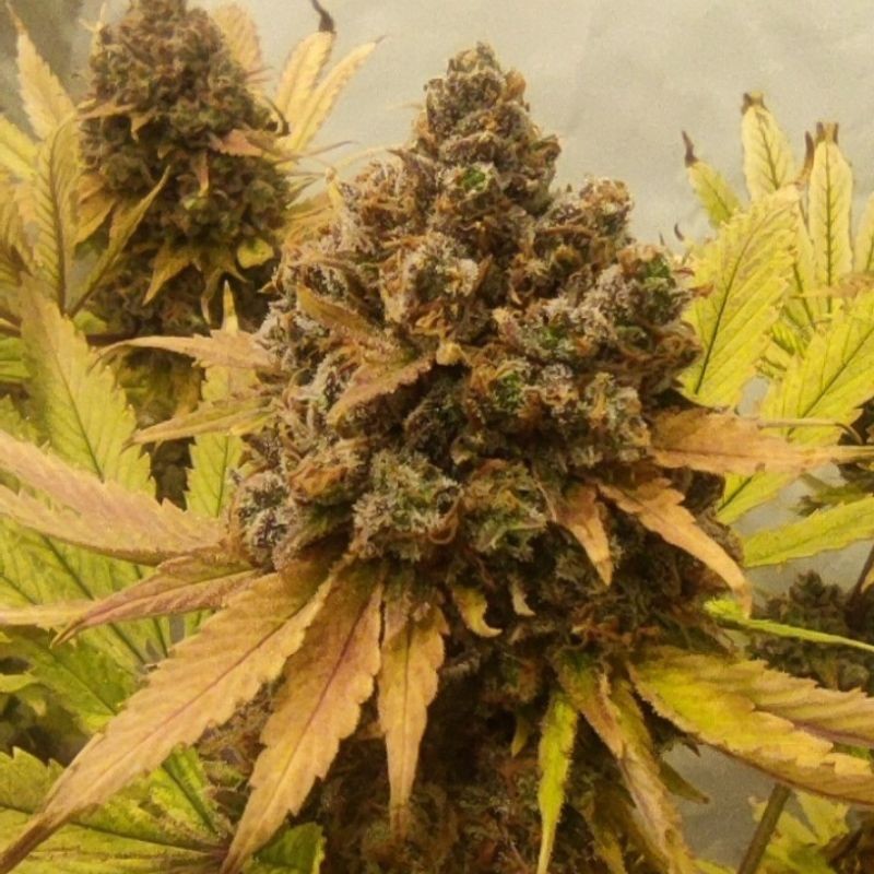 Nasiona marihuany automaty VIP Auto - opis odmiany konopi