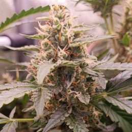 Nasiona marihuany Torpedo - opis odmiany konopi