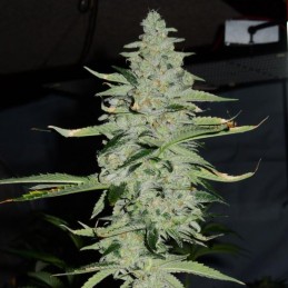 Nasiona marihuany Timanfaya - opis odmiany konopi