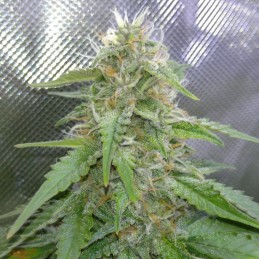 Nasiona marihuany Tank - opis odmiany konopi