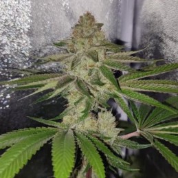 Nasiona marihuany automatyczne Taison Auto - opis odmiany konopi