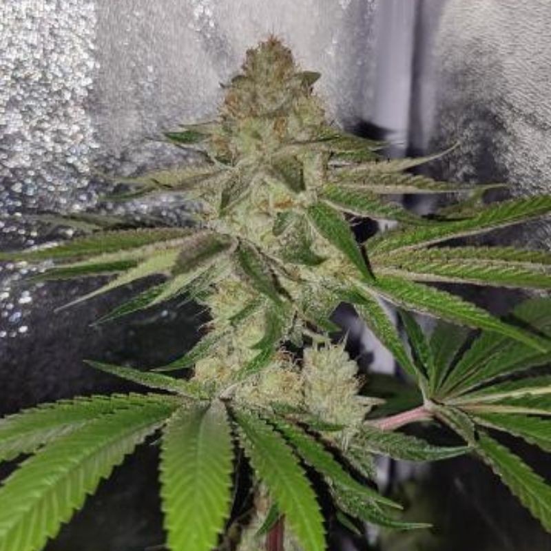 Nasiona marihuany automatyczne Taison Auto - opis odmiany konopi