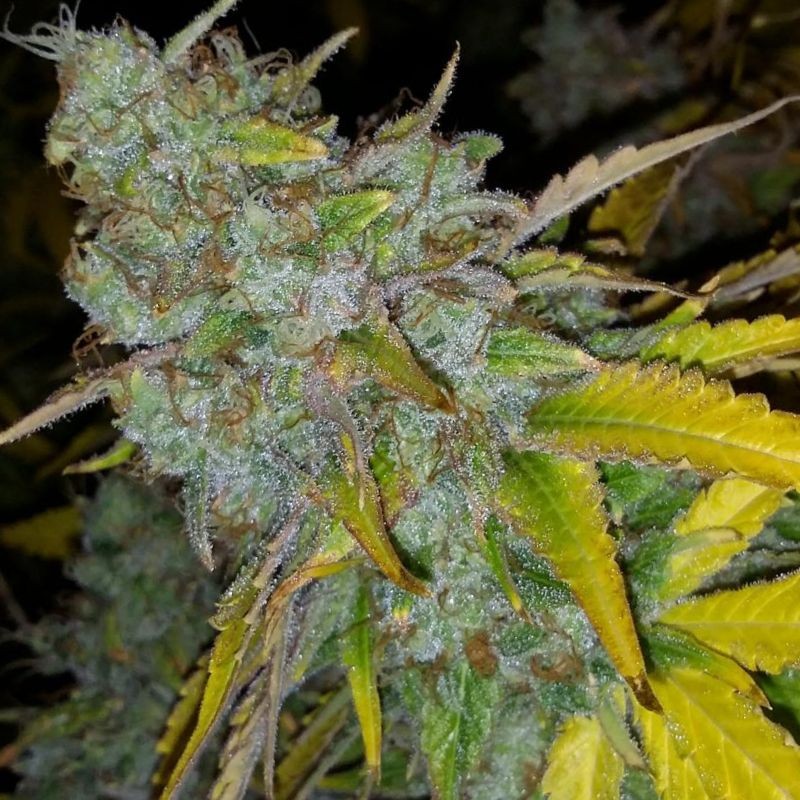 Nasiona marihuany automatyczne Northern Delights Auto - opis odmiany konopi