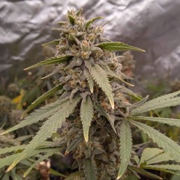 Nasiona marihuany Chingis Khan - odmiana konopi