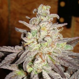 Nasiona marihuany Ultra Power Plant - opis odmiany konopi
