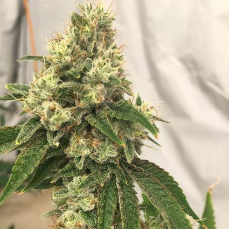Nasiona marihuany Original Limonade Skunk - opis odmiany konopi