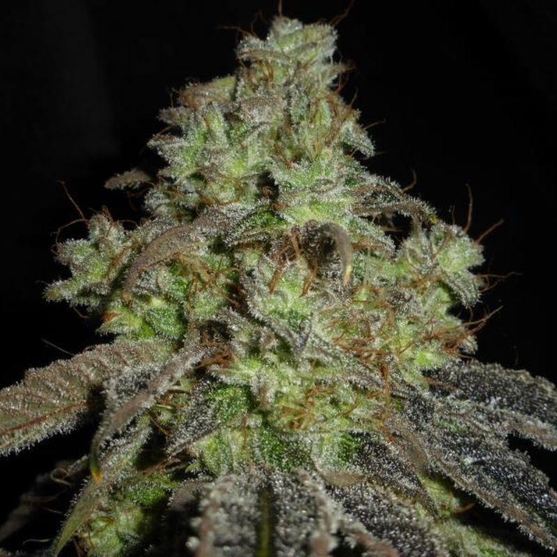 Nasiona marihuany Original Berry - opis odmiany konopi