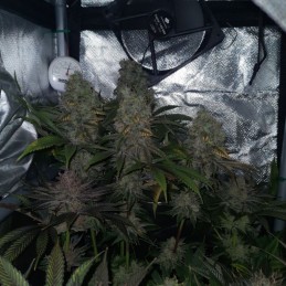 Nasiona marihuany Jack Hammer - opis odmiany konopi