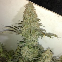 Nasiona marihuany Critical - odmiana konopi