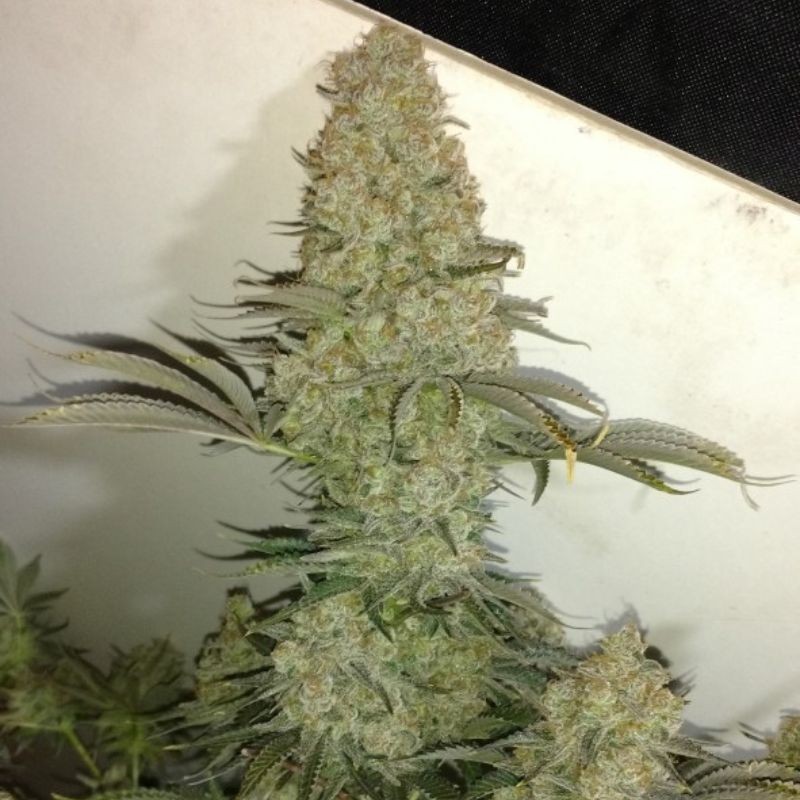 Nasiona marihuany Critical - odmiana konopi