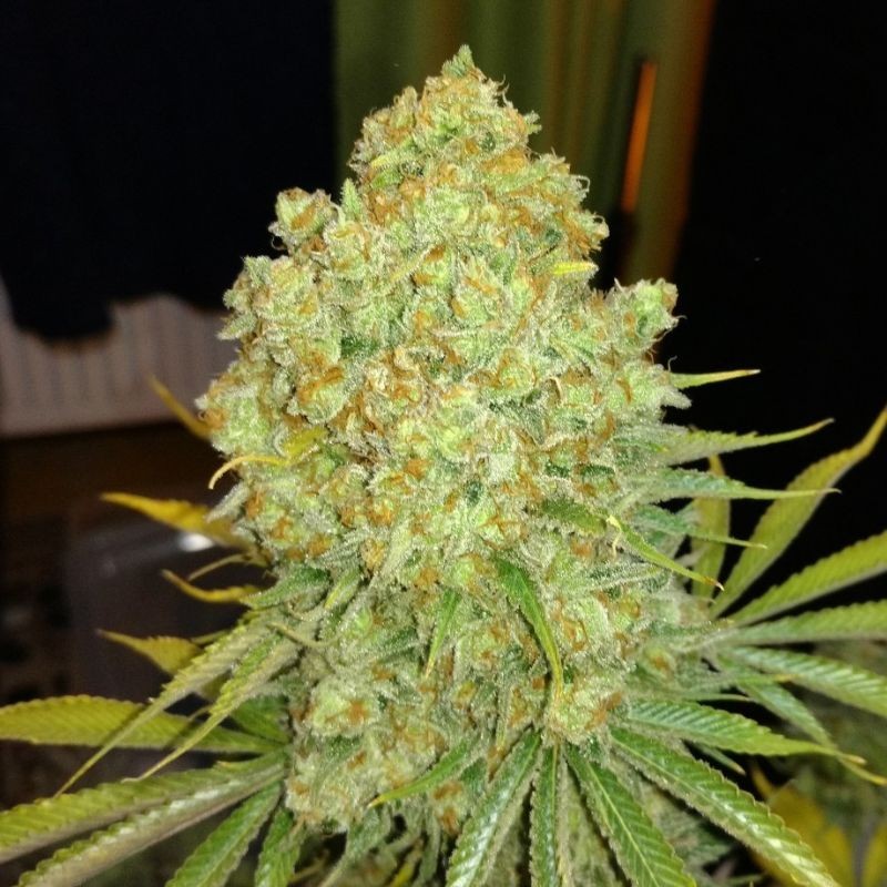 Nasiona marihuany Bubblegum+ Pro - odmiana konopi