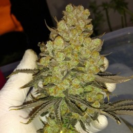 Nasiona marihuany Biggest Bud - odmiana konopi