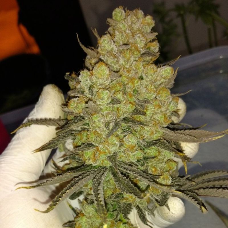 Nasiona marihuany Biggest Bud - odmiana konopi