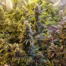 Nasiona marihuany automatyczne Auto Ultra Power Plant - odmiana konopi