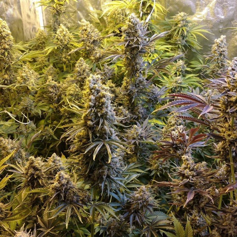 Nasiona marihuany automatyczne Auto Ultra Power Plant - odmiana konopi