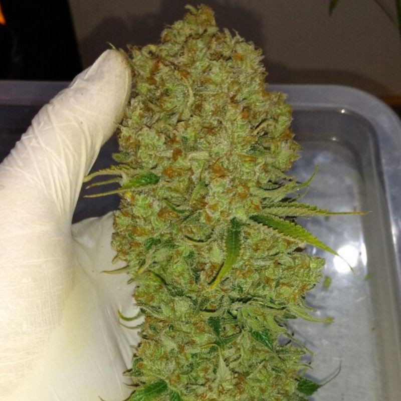 Nasiona marihuany automatyczne Auto Seemango - odmiana konopi