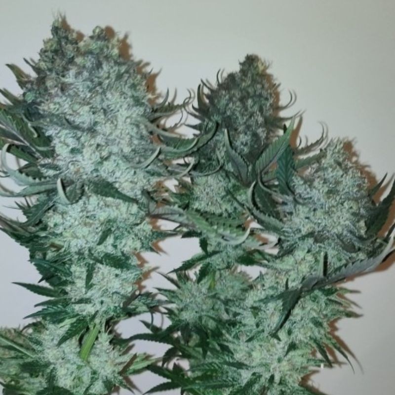 Nasiona marihuany automatyczne Auto Original Limonade Skunk - odmiana konopi