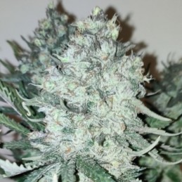 Nasiona marihuany AK-77V - odmiana konopi