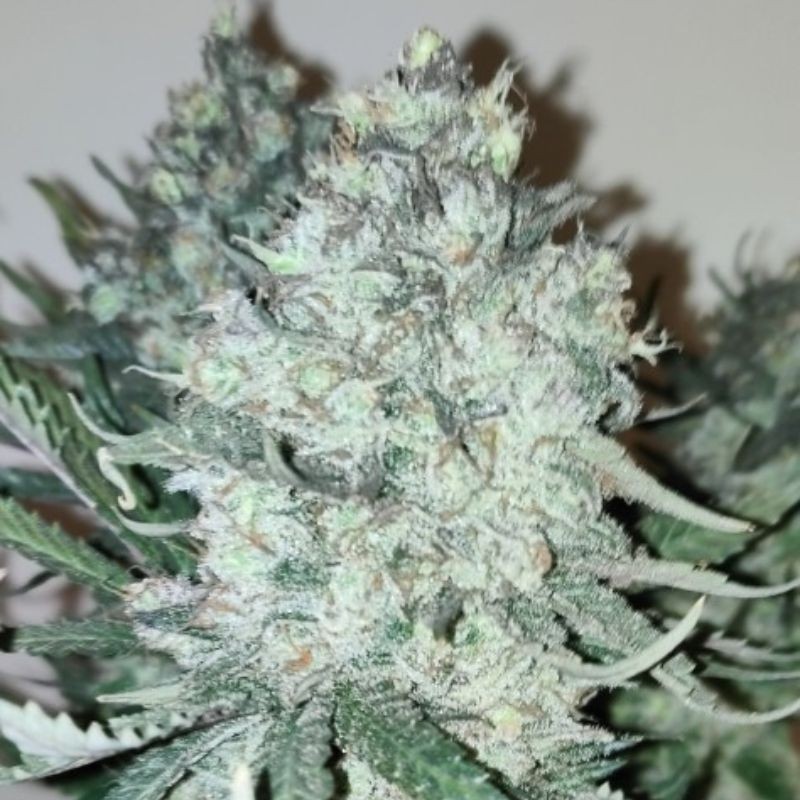 Nasiona marihuany AK-77V - odmiana konopi