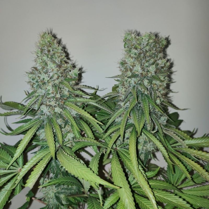 Nasiona marihuany automatyczne Auto AK-77V - odmiana konopi