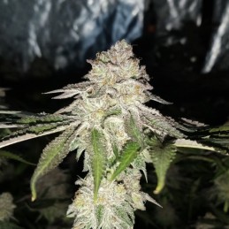 Nasiona marihuany automatyczne Auto Amnesium - odmiana konopi