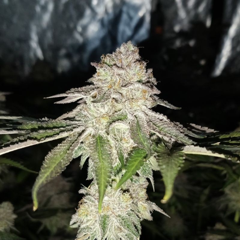 Nasiona marihuany automatyczne Auto Amnesium - odmiana konopi