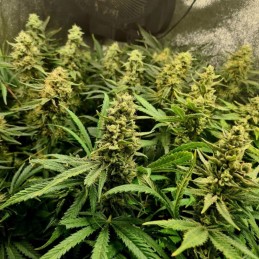 Nasiona marihuany automatyczne Auto Original Berry - odmiana konopi