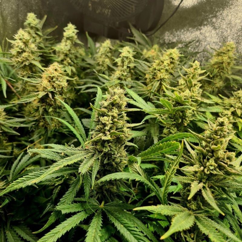 Nasiona marihuany automatyczne Auto Original Berry - odmiana konopi