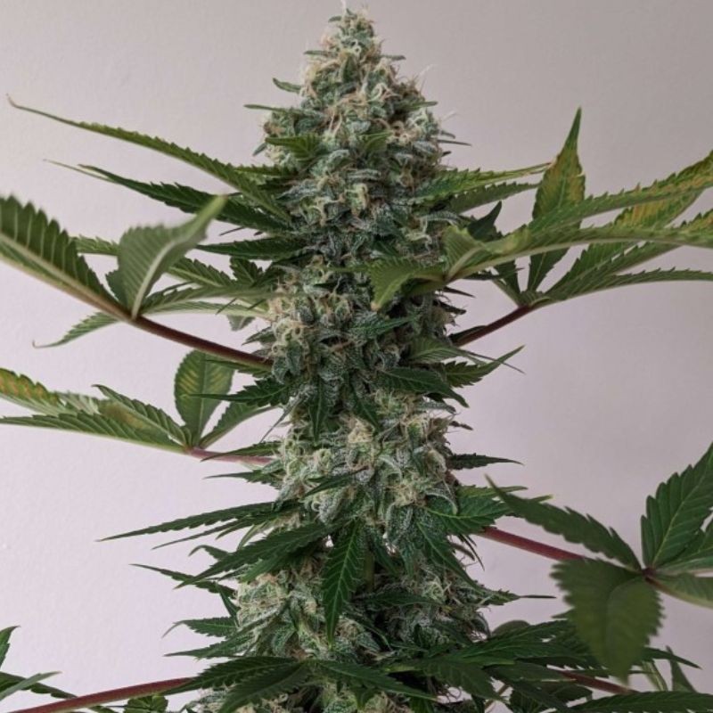 Nasiona marihuany automatyczne Auto Big Angel - odmiana konopi