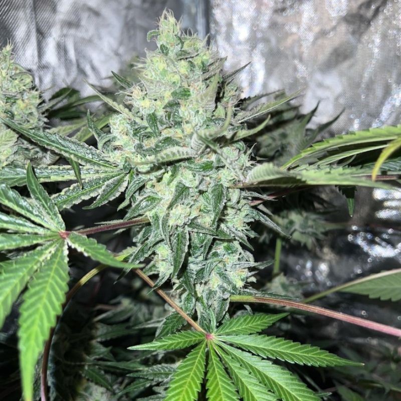 Nasiona marihuany automatyczne Auto Biggest Bud - odmiana konopi