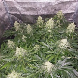 Nasiona marihuany automatyczne Auto NHL Diesel - odmiana konopi