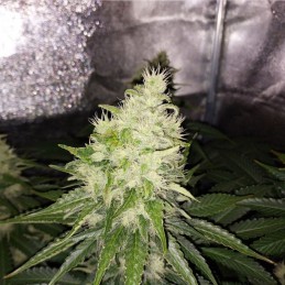 Nasiona marihuany automatyczne Auto Jack Hammer - odmiana konopi