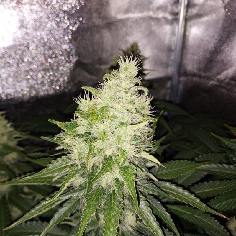 Nasiona marihuany automatyczne Auto Jack Hammer - odmiana konopi
