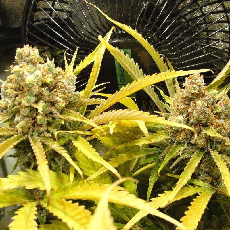 Nasiona marihuany automatyczne Auto Heaven - odmiana konopi