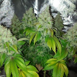 Nasiona marihuany automatyczne Auto Blow Dream - odmiana konopi