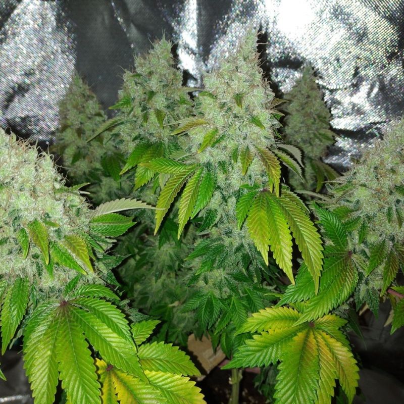 Nasiona marihuany automatyczne Auto Blow Dream - odmiana konopi