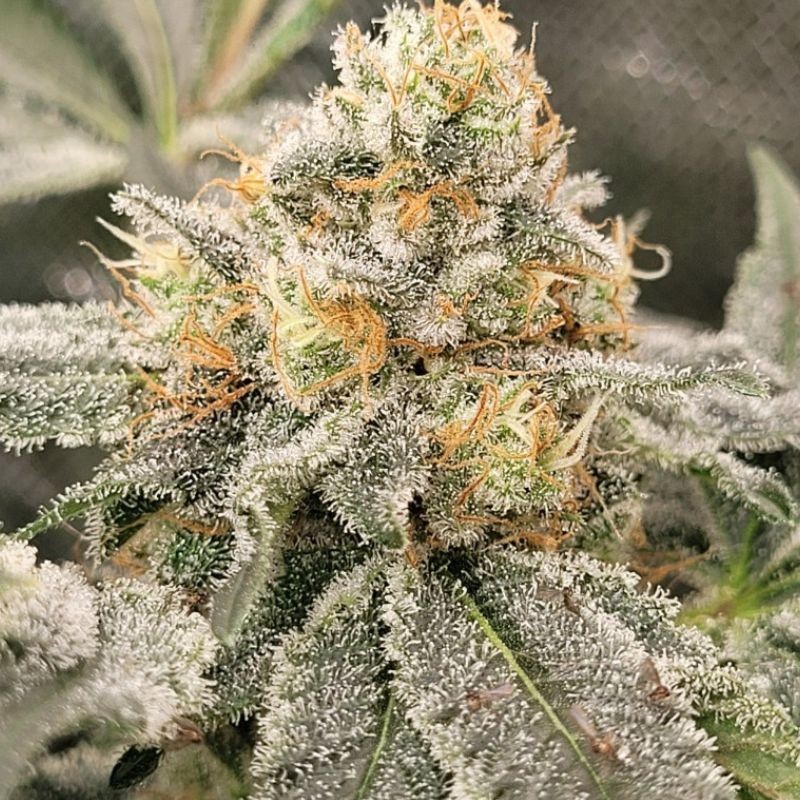 Nasiona marihuany Wreckage - opis odmiany konopi