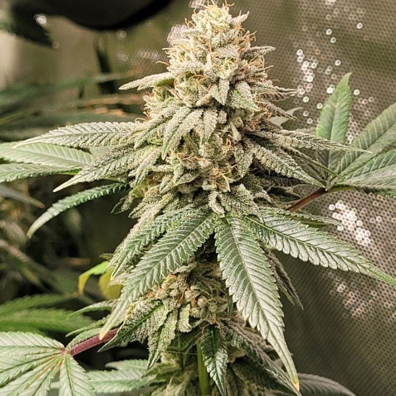 Nasiona marihuany Underdawg OG - opis odmiany konopi