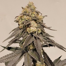 Nasiona marihuany Strawberry Glue - opis odmiany konopi