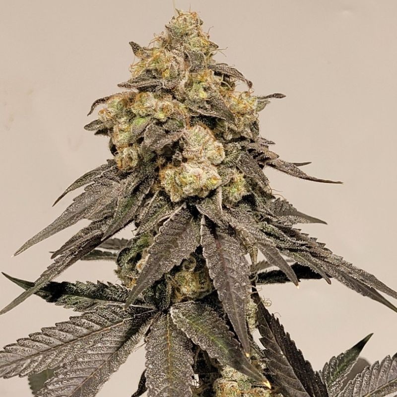 Nasiona marihuany Strawberry Glue - opis odmiany konopi