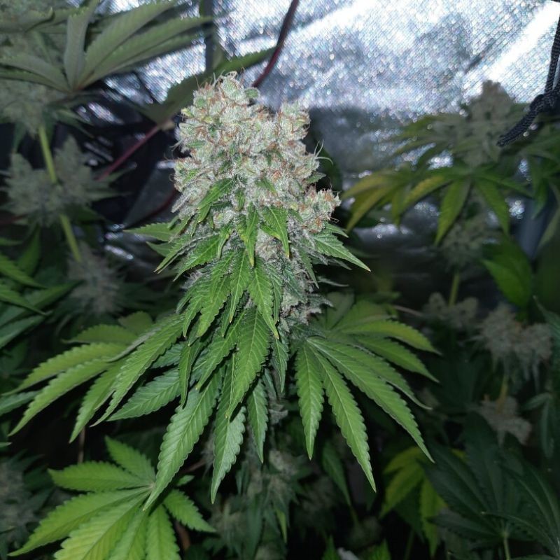 Nasiona marihuany Stracciatela Do-Si-Dos x Strawbanana Cream - opis odmiany konopi