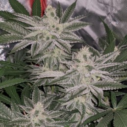 Nasiona marihuany Skunk XXX Regular - opis odmiany konopi