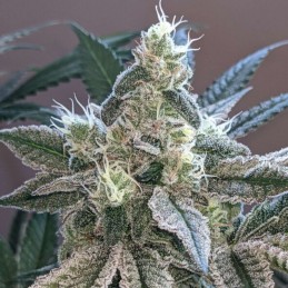 Nasiona marihuany Shilo Z - opis odmiany konopi