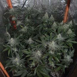 Nasiona marihuany Roof 95 - opis odmiany konopi
