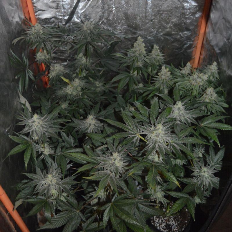 Nasiona marihuany Roof 95 - opis odmiany konopi